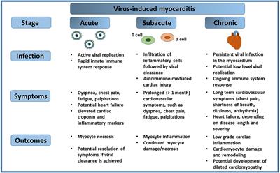 Frontiers | Persistent Viral Infections And Their Role In Heart Disease